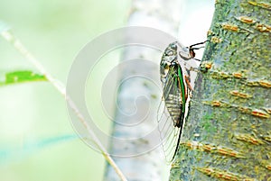 Cicada on tree trunk, insect ,Taiwan, nature