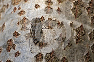 A cicada on the trunk of a large tree in the summer season