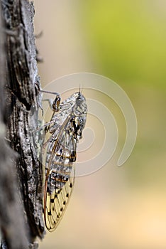 Cicada on trunk tree