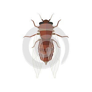 Cicada vector illustration.