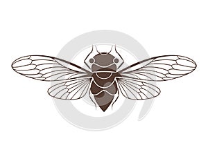 Cicada