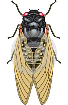Cicada Vector Illustration