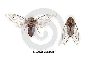 Cicada vector on white background