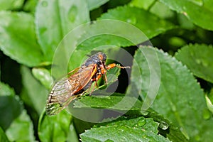 Cicada Walks a the Leaves of a Bush