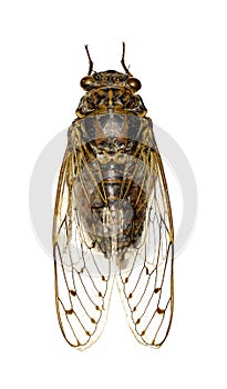 Cicada on white Background