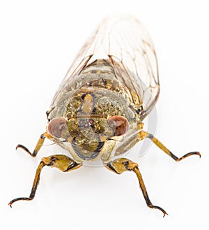 Cicada on white background