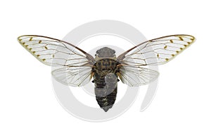 Cicada