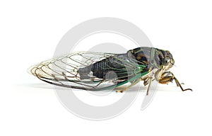 Cicada on a White Background