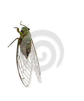 Cicada on White Background, Clipping Path Body and Transparent W