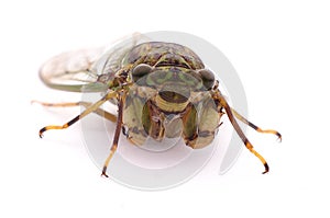 A cicada with white wings