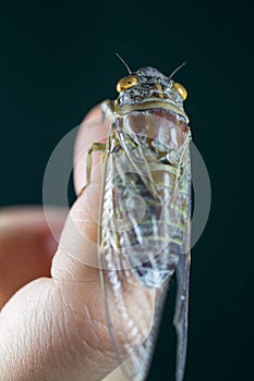 Cicada on women hand still lift