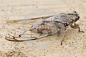 Cicada on wood