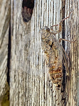 Cicada on the wooden beam of the fence