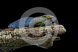 Cicadae macro photograpy photo