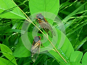 Cicadas A photo