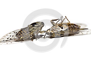 Cicadas