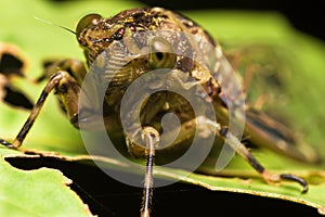 Cicadas photo