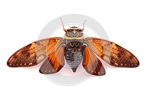 A cicadas back close-up