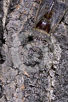 Cicadas beetles live in temperate to tropical climates and are known for their loud calls