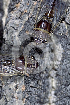 Cicadas beetles live in temperate to tropical climates and are known for their loud calls