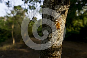 Cicadas beetles live in temperate to tropical climates and are known for their loud calls