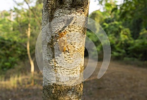 Cicadas beetles live in temperate to tropical climates and are known for their loud calls