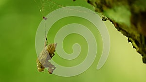 Cicadas case on spider web