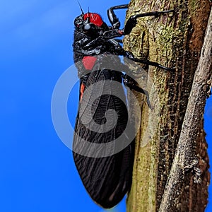 Cicadas photo
