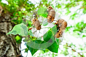 The cicadas, Cicadidae, change their skin when they reach maturity and leave the exoskeleton hanging from the branches of trees,