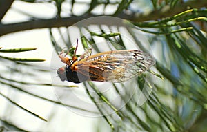 A cicadas hanging on the leaves of a tree