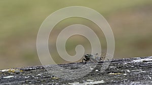 Cicadas have membranous wings