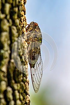Cicadas Insecta: Hemiptera: Cicadidae