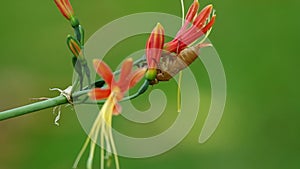 Cicadas left case on flower