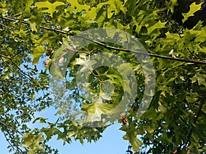 cicadas and molted skin hanging from tree leaves