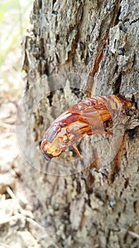Cicadas moulting