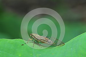 Cicadas