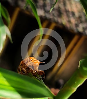 Cicadas on petals 2 photo