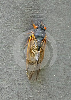 A cicadas with red wings on the ground