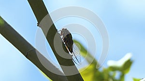 Cicadas sing on the trees in summer