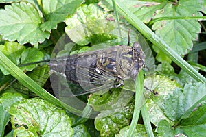 Cicada On Green Ground Cover - 13 year 17 year - Magicicada