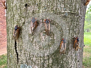 Cicadas on the Tree in spring in May