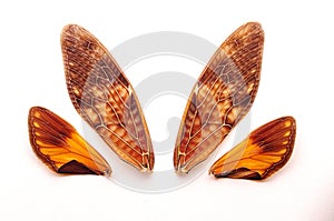 A cicadas wings