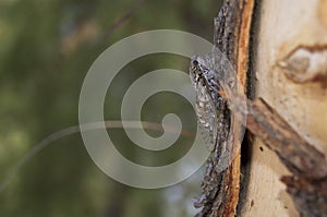 Cicade