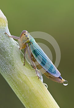 Cicadella viridis