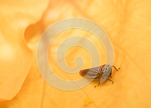 Cicadella viridis on a yellow flower