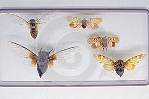 Cicadidae cicada