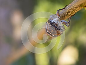 Cicadidae Cicada close-up on a tree branch