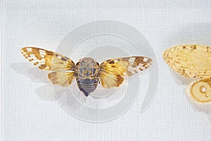 Cicadidae cicada photo
