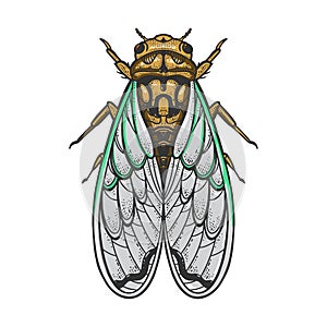 Cicadidae insect color sketch raster illustration photo