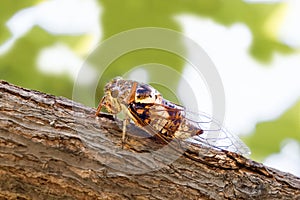 Cicadidae insect. Singing cicada. Cicadoidea insect. Eukaryota Animalia Arthropoda Tracheata Hexapoda Insecta Insecta
